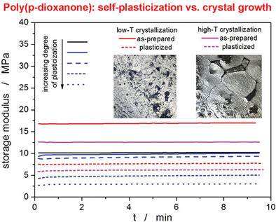 How Depolymerization-Based Plasticization Affects the Process of Cold Crystallization in Poly(P-Dioxanone)