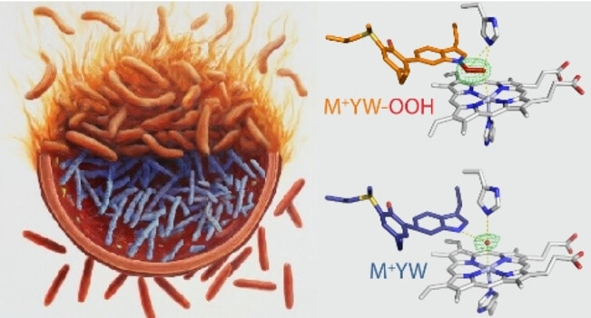Indole N-Linked Hydroperoxyl Adduct of Protein-Derived Cofactor Modulating Catalase-Peroxidase Functions