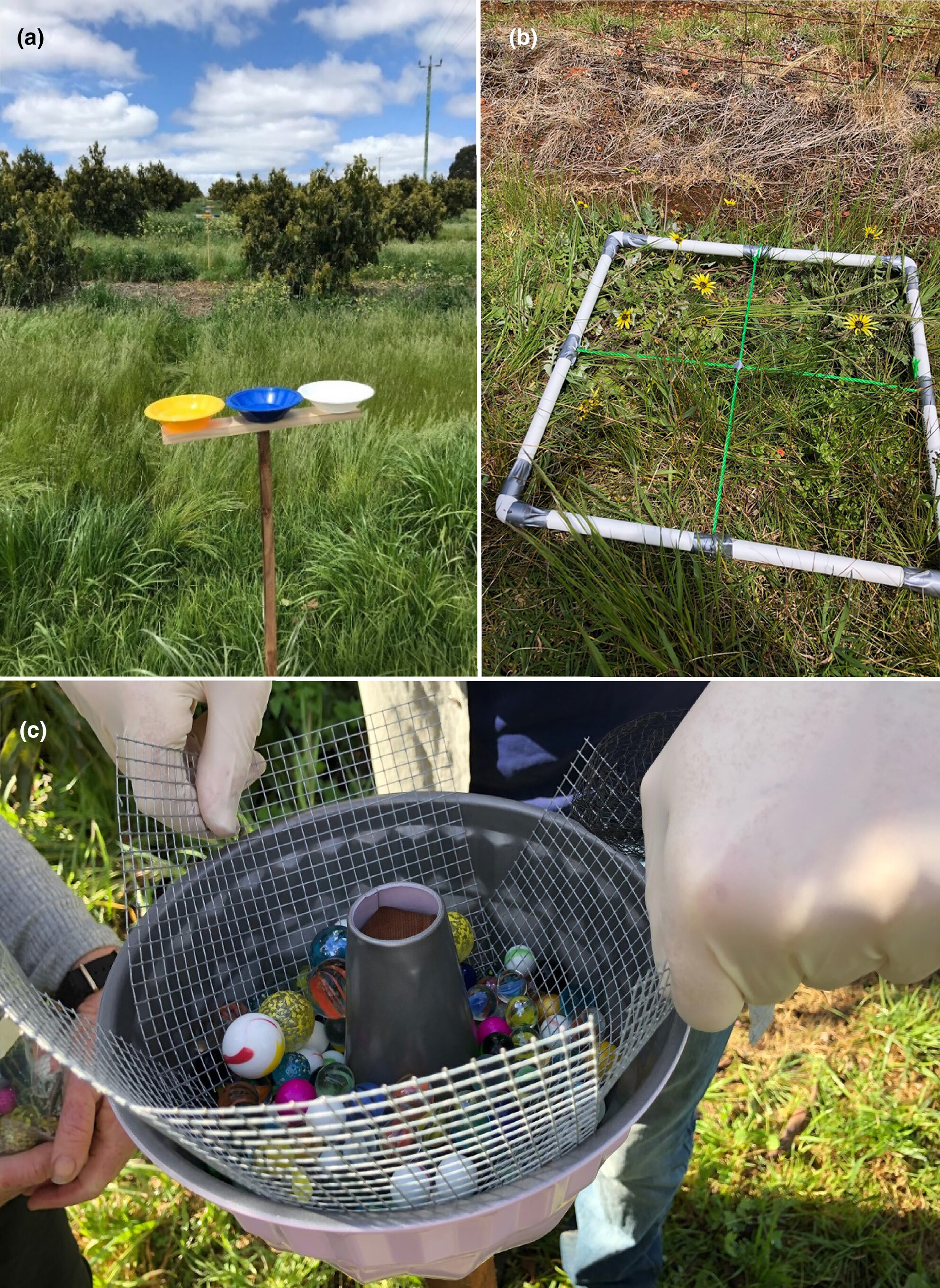 Environmental DNA metabarcoding of pan trap water to monitor arthropod-plant interactions