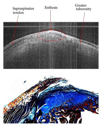 Details are in the caption following the image Details are in the caption following the image