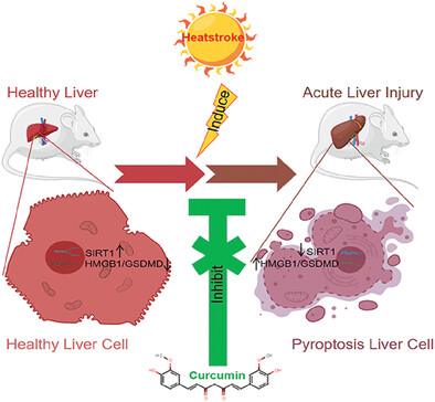 Curcumin's Protective Role in Heatstroke-Induced Acute Liver Injury: Targeting Pyroptosis and Enhancing SIRT1 Expression