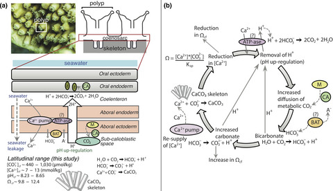 Environmental and physiochemical controls on coral calcification along a latitudinal temperature gradient in Western Australia