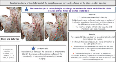 Surgical Anatomy of the Distal Part of the Dorsal Scapular Nerve With a Focus on the Triple-Tendon Transfer
