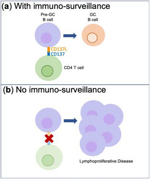 CD137L and CD4 T cells limit BCL6-expressing pre-germinal center B cell expansion and BCL6-driven B cell malignancy