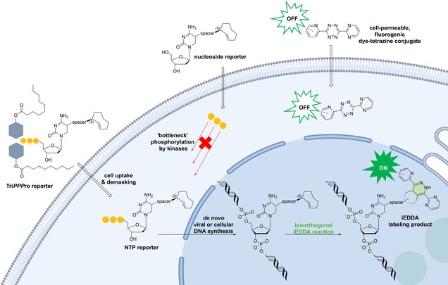 A TriPPPro-Nucleotide Reporter with Optimized Cell-Permeable Dyes for Metabolic Labeling of Cellular and Viral DNA in Living Cells