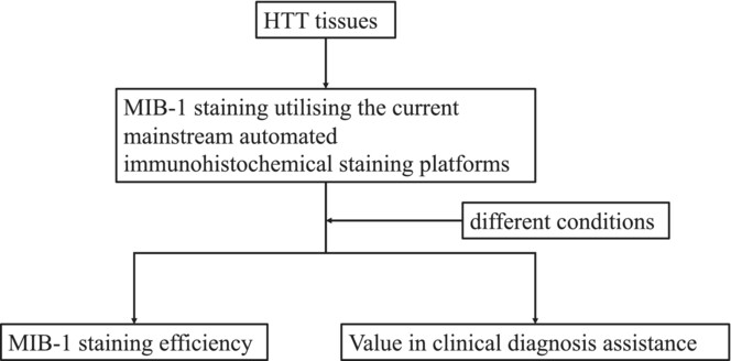 Comparison of MIB-1-Specific Membrane Staining in Hyalinising Trabecular Tumor Using Mainstream Automated Immunohistochemical Staining Platforms