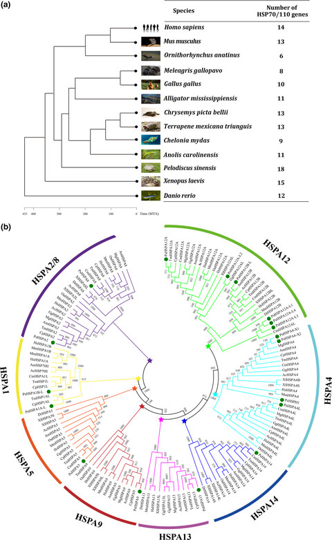 Genomewide identification and analysis of heat-shock proteins 70/110 to reveal their potential functions in Chinese soft-shelled turtle Pelodiscus sinensis