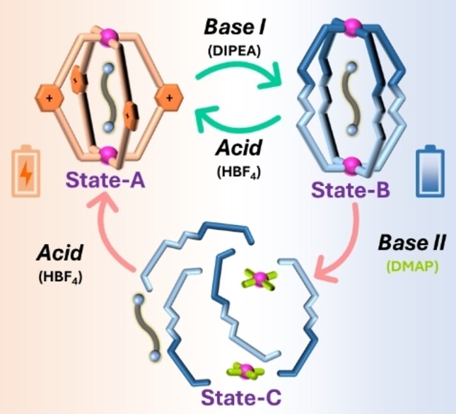 Cage-To-Cage Transformations in Self-Assembled Coordination Cages Using “Acid/Base” or “Guest Binding-Induced Strain” as Stimuli