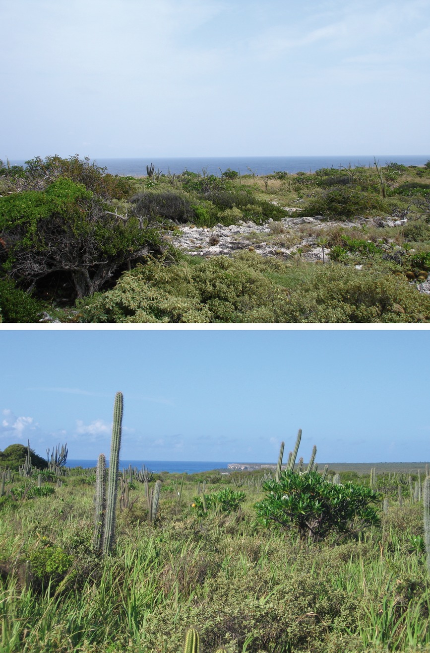 Plant community dynamics of a tropical semi-arid system following experimental removals of an exotic grass