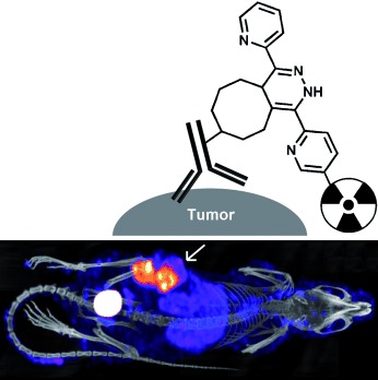 In Vivo Chemistry for Pretargeted Tumor Imaging in Live Mice