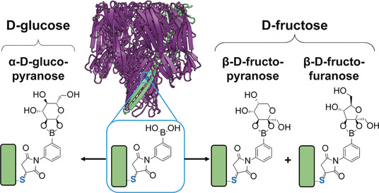 Single-Molecule Determination of the Isomers of d-Glucose and d-Fructose that Bind to Boronic Acids