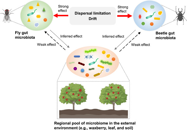 Gut microbiota composition in the sympatric and diet-sharing Drosophila simulans and Dicranocephalus wallichii bowringi shaped largely by community assembly processes rather than regional species pool