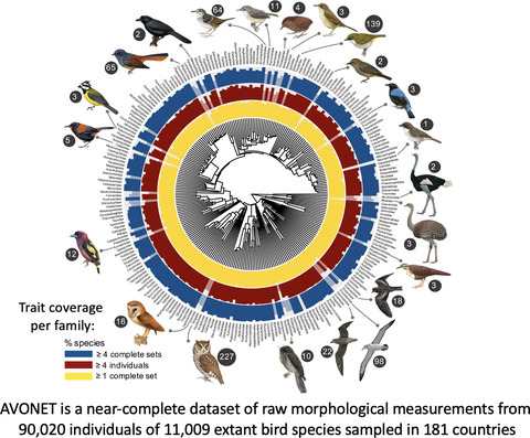 AVONET: morphological, ecological and geographical data for all birds Issue 3, 2022