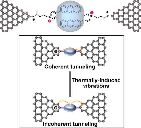 Vibration-Assisted Charge Transport through Positively Charged Dimer Junctions
