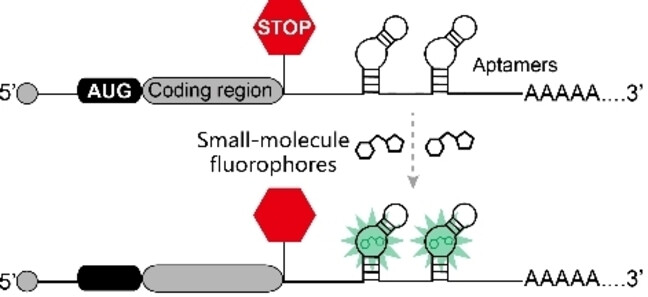Single mRNA Imaging with Fluorogenic RNA Aptamers and Small-molecule Fluorophores