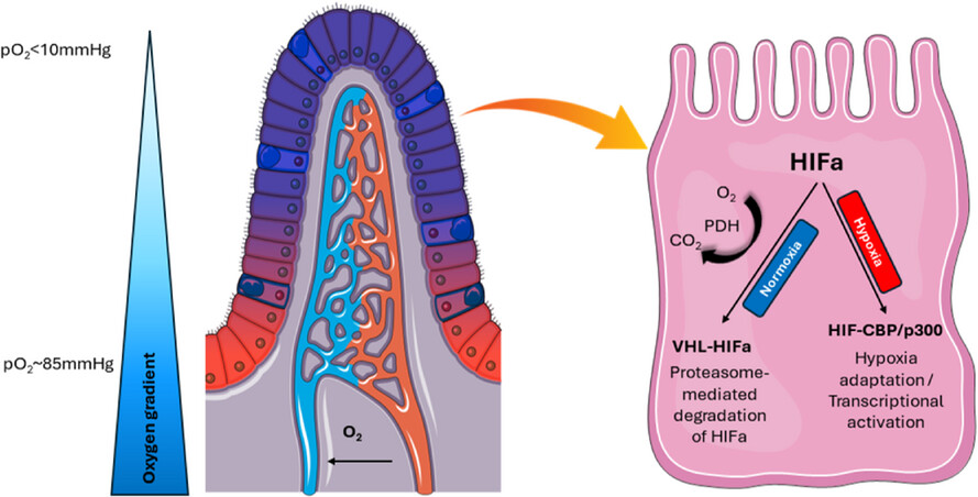 Intestinal oxygen utilisation and cellular adaptation during intestinal ischaemia–reperfusion injury