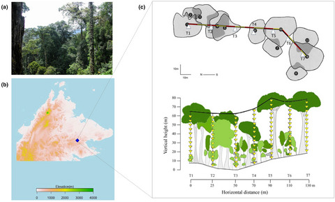Species turnover in ant assemblages is greater horizontally than vertically in the world's tallest tropical forest