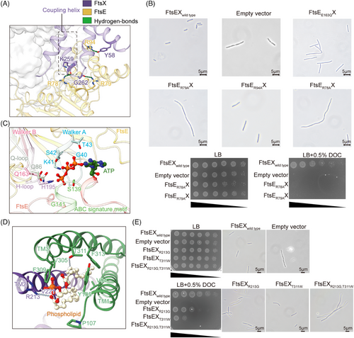 Details are in the caption following the image Details are in the caption following the image