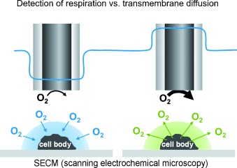 Visualization of Oxygen Consumption of Single Living Cells by Scanning Electrochemical Microscopy: The Influence of the Faradaic Tip Reaction