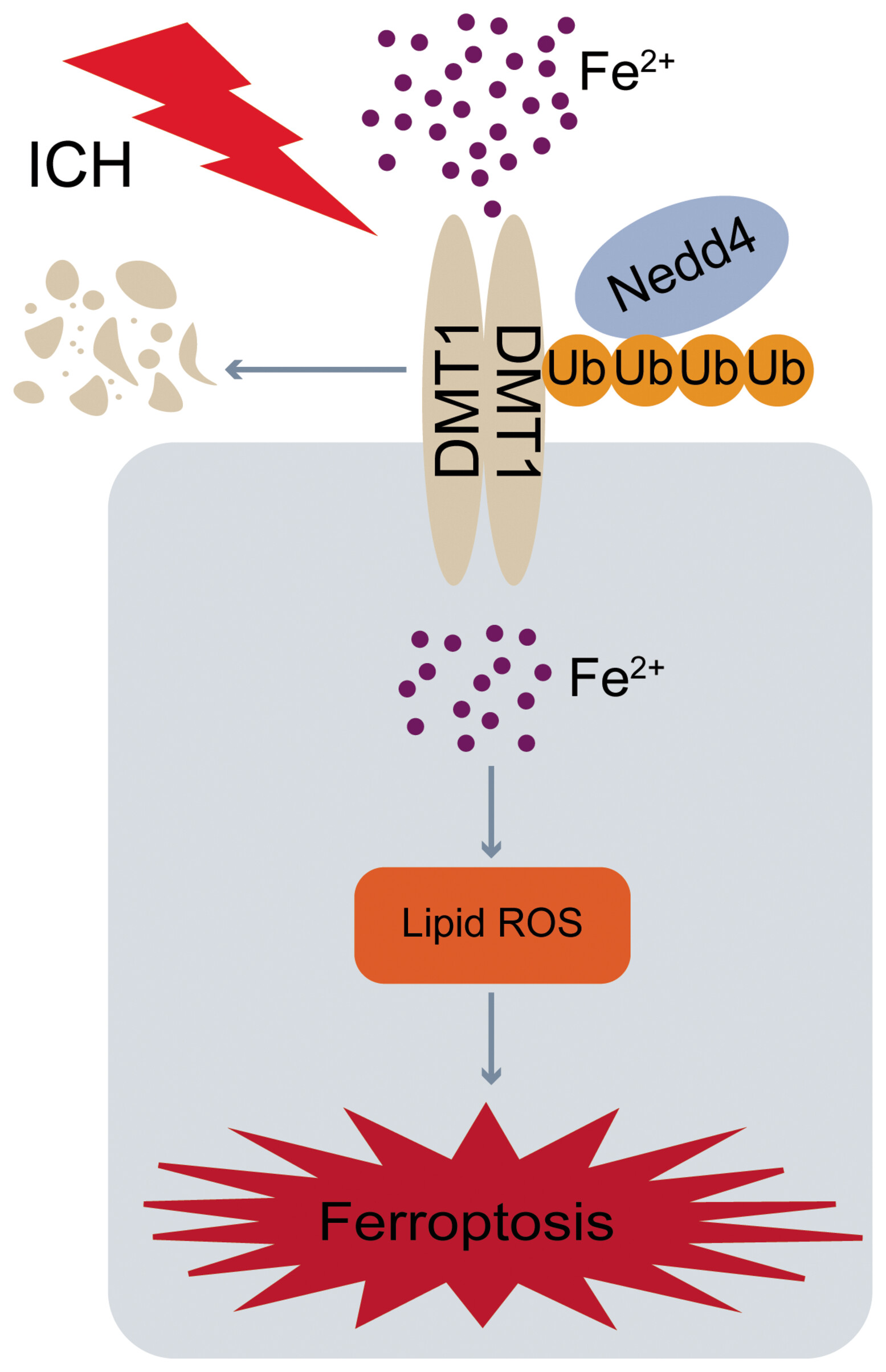 DMT1 ubiquitination by Nedd4 protects against ferroptosis after intracerebral hemorrhage