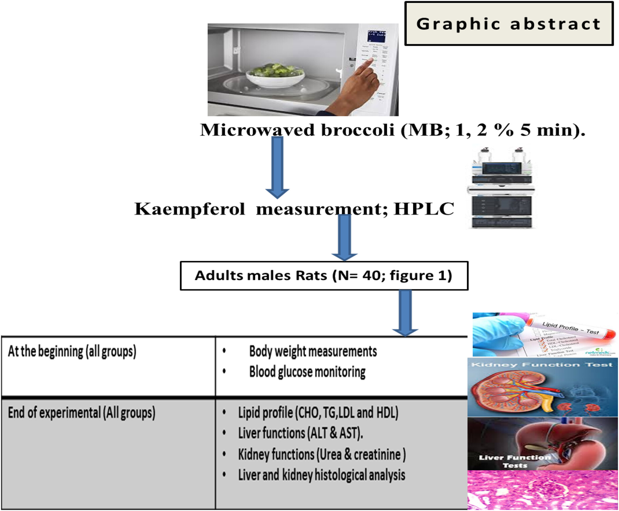 The Hypolipemic Properties of Kaempferol Presented in Microwaved Cooked Broccoli Between Hyperlipidemic Rat Models