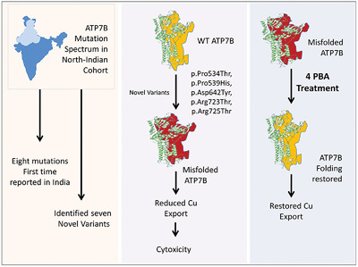 Characterization of mutation spectrum and identification of novel mutations in ATP7B gene from a cohort of Wilson disease patients: Functional and therapeutic implications