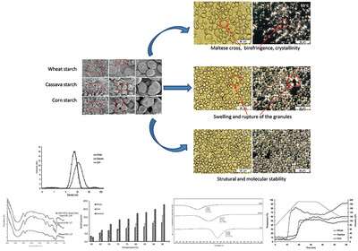 Starch Gelatinization Behavior: The Impact of Granular Structure