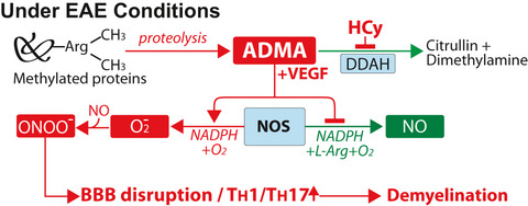 Vascular and immunopathological role of Asymmetric Dimethylarginine (ADMA) in Experimental Autoimmune Encephalomyelitis