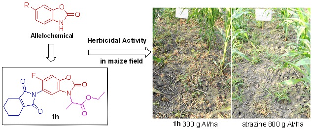 Design, Synthesis and Herbicidal Activities of Tetrahydroisoindoline-1,3-dione Derivatives Containing Alkoxycarbonyl Substituted 2-Benzoxazolinone