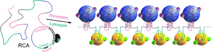 Increasing the Complexity of Periodic Protein Nanostructures by the Rolling-Circle-Amplified Synthesis of Aptamers
