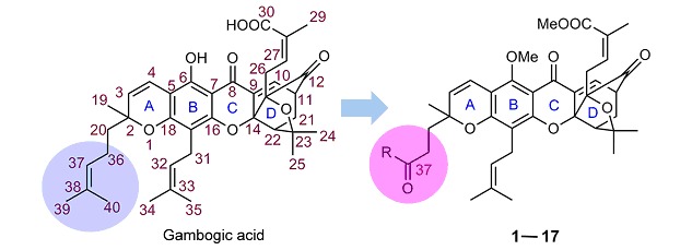 Synthesis and Anti-tumor Evaluation of Novel C-37 Modified Derivatives of Gambogic Acid