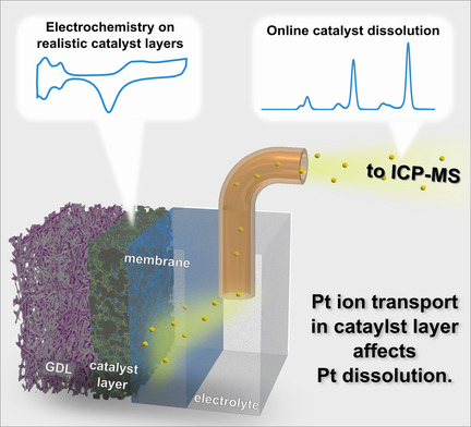 Platinum Dissolution in Realistic Fuel Cell Catalyst Layers