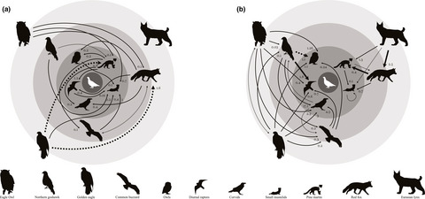 Lethal interactions among forest-grouse predators are numerous, motivated by hunger and carcasses, and their impacts determined by the demographic value of the victims