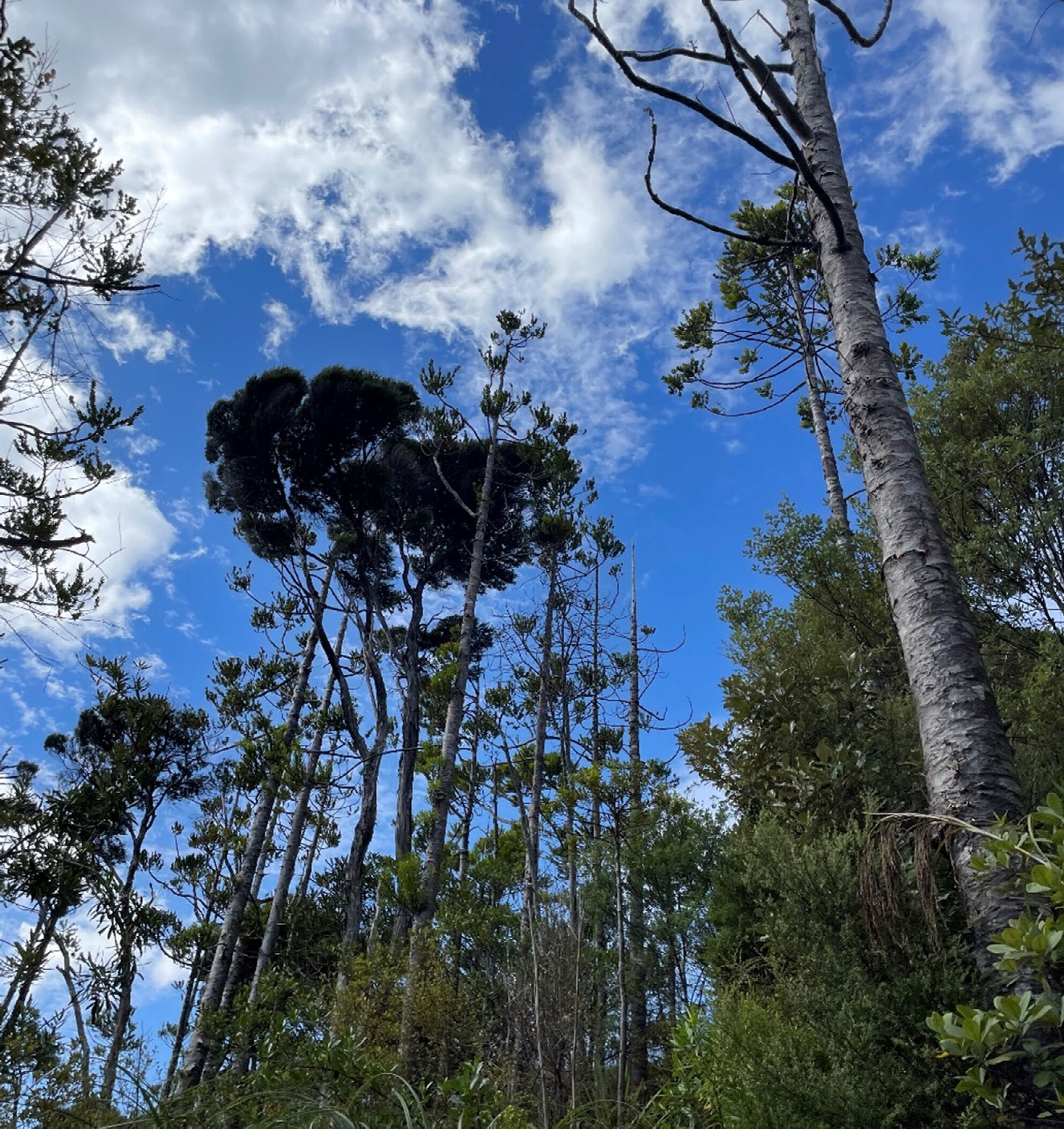 A Virulent Soil Pathogen Alters Temperate Rain Forest Understorey Sapling Population Dynamics and Successional Trajectories
