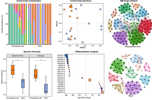 Genetic diversity and community composition of arbuscular mycorrhizal fungi associated with root and rhizosphere soil of the pioneer plant Pueraria phaseoloides