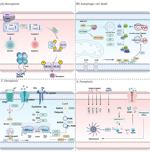 Details are in the caption following the image Details are in the caption following the image