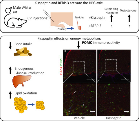 Role of central kisspeptin and RFRP-3 in energy metabolism in the male Wistar rat