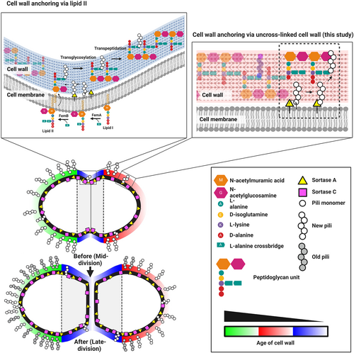 Details are in the caption following the image Details are in the caption following the image
