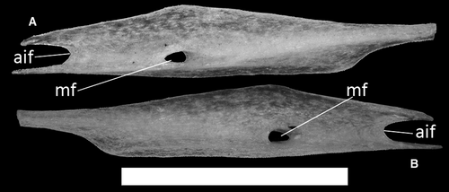 Details are in the caption following the image Details are in the caption following the image