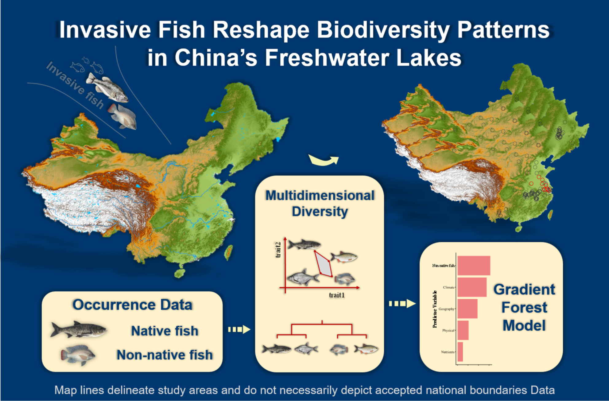 Invasive Fish Reshape Biodiversity Patterns in China's Freshwater Lakes