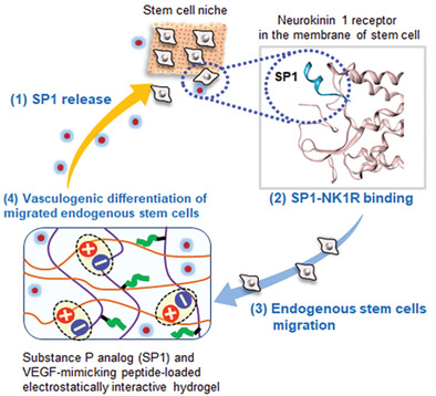 Endogenous Stem Cell-Based In Situ Tissue Regeneration Using Electrostatically Interactive Hydrogel with a Newly Discovered Substance P Analog and VEGF-Mimicking Peptide