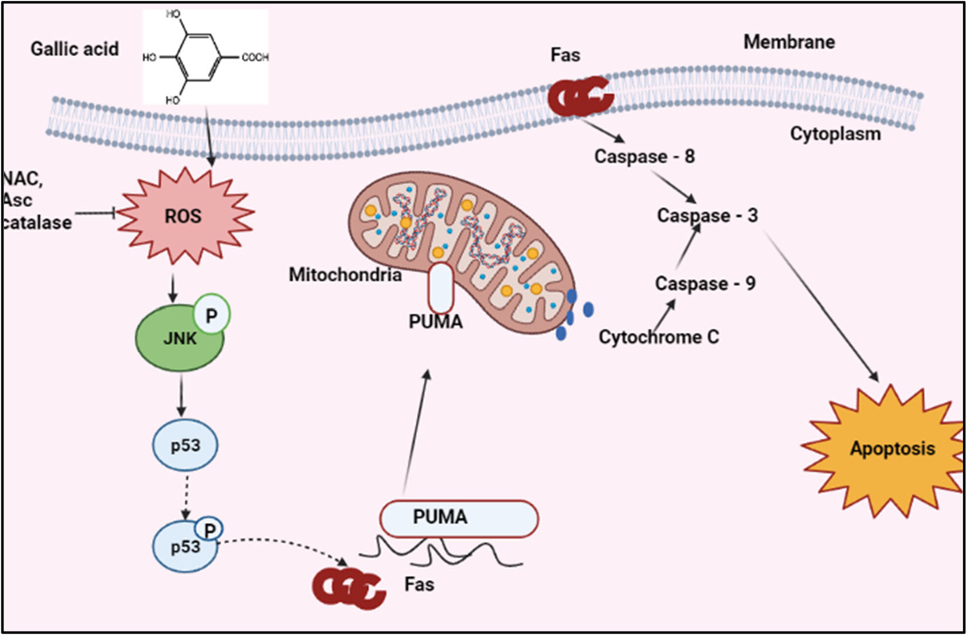 Garden cress seeds: a review on nutritional composition, therapeutic potential, and industrial utilization