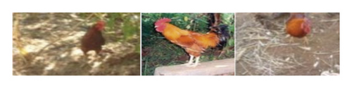 Details are in the caption following the image Details are in the caption following the image