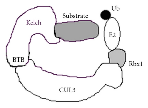 Details are in the caption following the image