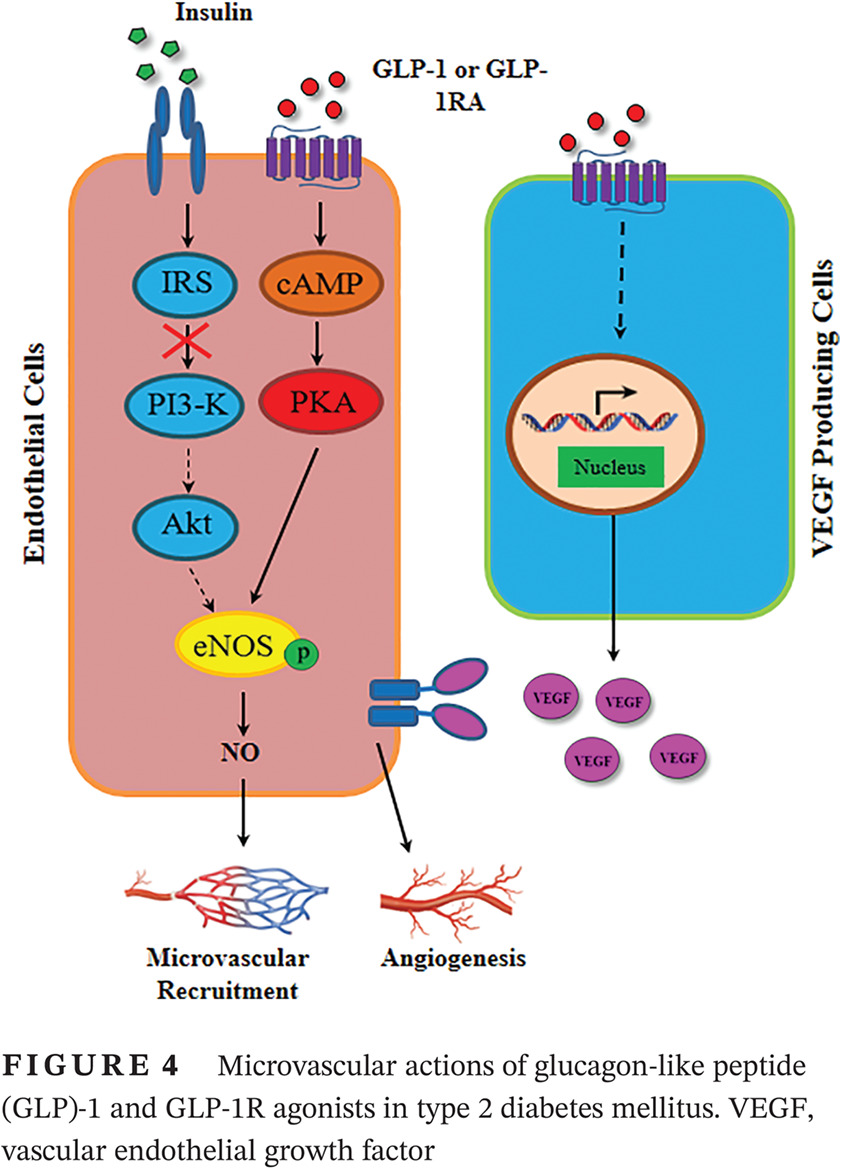 GLP-1 and insulin regulation of skeletal and cardiac muscle microvascular perfusion in type 2 diabetes GLP-1和胰岛素对2型糖尿病骨骼肌和心肌微血管灌注的调节作用