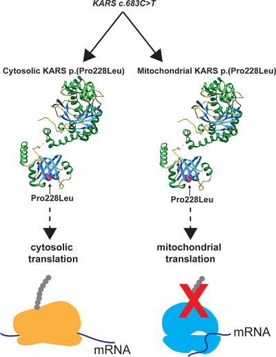Inhibition of mitochondrial translation in fibroblasts from a patient expressing the KARS p.(Pro228Leu) variant and presenting with sensorineural deafness, developmental delay, and lactic acidosis