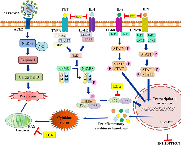 Computational study unravels inhibitory potential of epicatechin gallate against inflammatory and pyroptosis-associated mediators in COVID-19