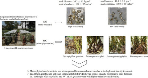 Responses of four submerged macrophytes to freshwater snail density (Radix swinhoei) under clear-water conditions: A mesocosm study