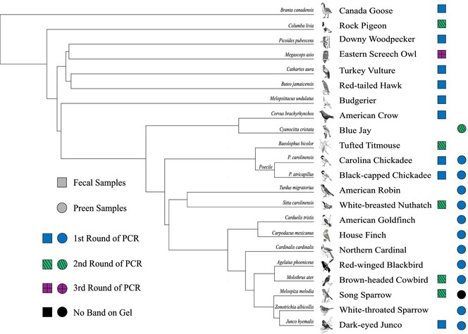 Microbial DNA extraction method for avian feces and preen oil from diverse species