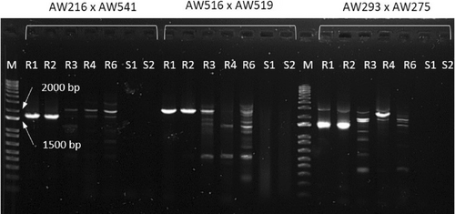 Details are in the caption following the image Details are in the caption following the image